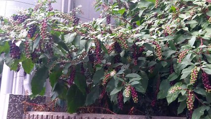 ヨウシュヤマゴボウ