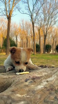 Two puppies eating delicious . A beautiful moment #64