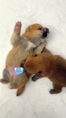 Two little puppy brothers . A beautiful moment #65