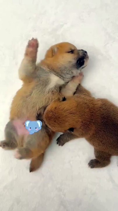 Two little puppy brothers . A beautiful moment #65