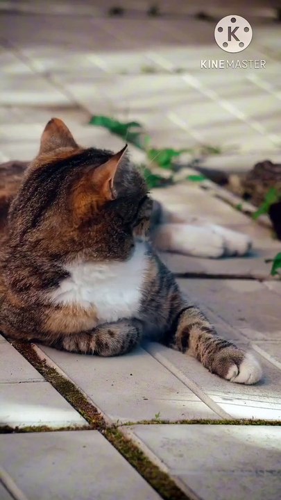 Os animais mais fofos do mundo N•410