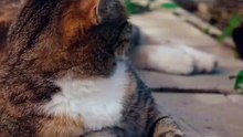 Os animais mais fofos do mundo N•410
