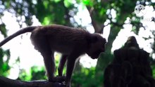 Os animais mais fofos do mundo N•411