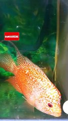 Most beautiful predator fish in the world