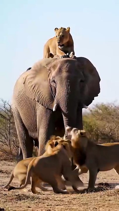 ELEPHANT DEFEATS LION