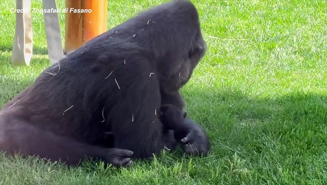Un nuovo gorilla è nato allo Zoosafari di Fasano: la tenera storia di Tonka e del suo cucciolo