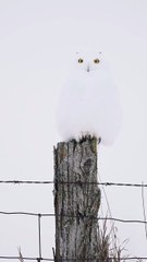 Hibou en Camouflage : Harfang des Neiges Se Fond dans la Nature 🦉