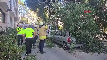 İstanbul'da otomobillerin üzerine ağaç devrildi