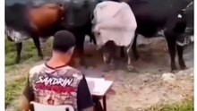 Cows Taking Attendance