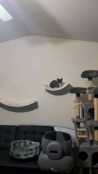 Little Mother my grey cat was a feral cat I took in and homed her kittens but ended up keeping her and her kitten named Big Brother