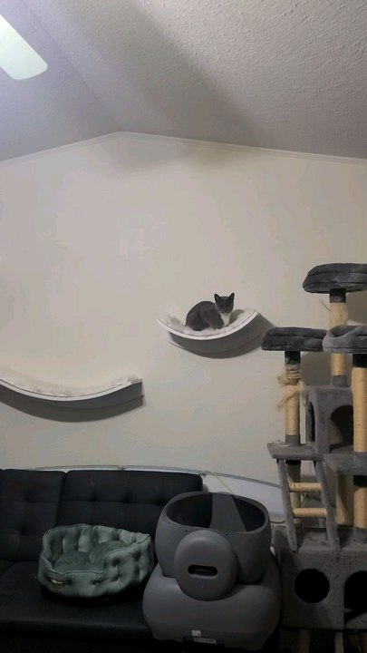 Little Mother my grey cat was a feral cat I took in and homed her kittens but ended up keeping her and her kitten named Big Brother