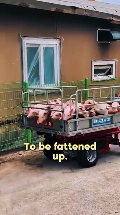 Factory Farming: Cruelty For Humans, Animals And The Planet – Humane Foundation