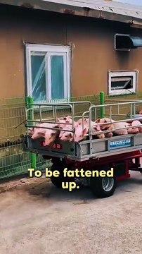 Factory Farming: Cruelty For Humans, Animals And The Planet – Humane Foundation