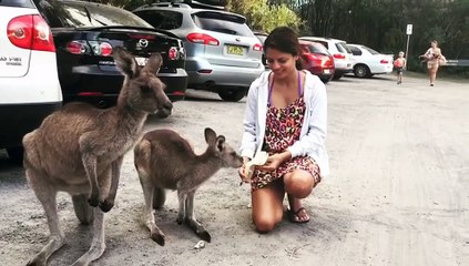 Kangaroo diaries only in Australia 🇦🇺