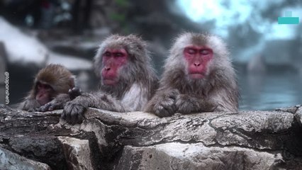 Snow Monkeys in Zen While Relaxing in Hotsrping
