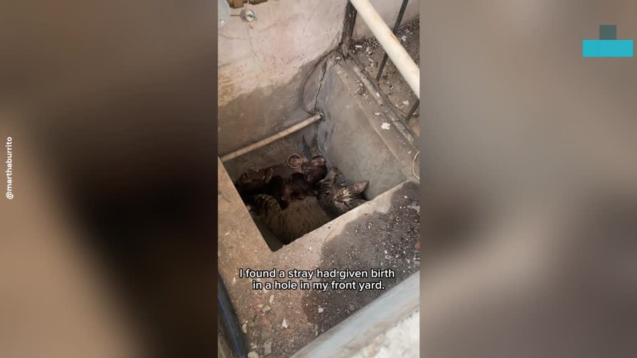 Stray Cat Gives Birth to Five Kittens in Same Spot She Was Born