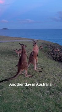 Kangaroo diaries only in Australia 🇦🇺 Kangaroo diaries only in Australia 🇦🇺