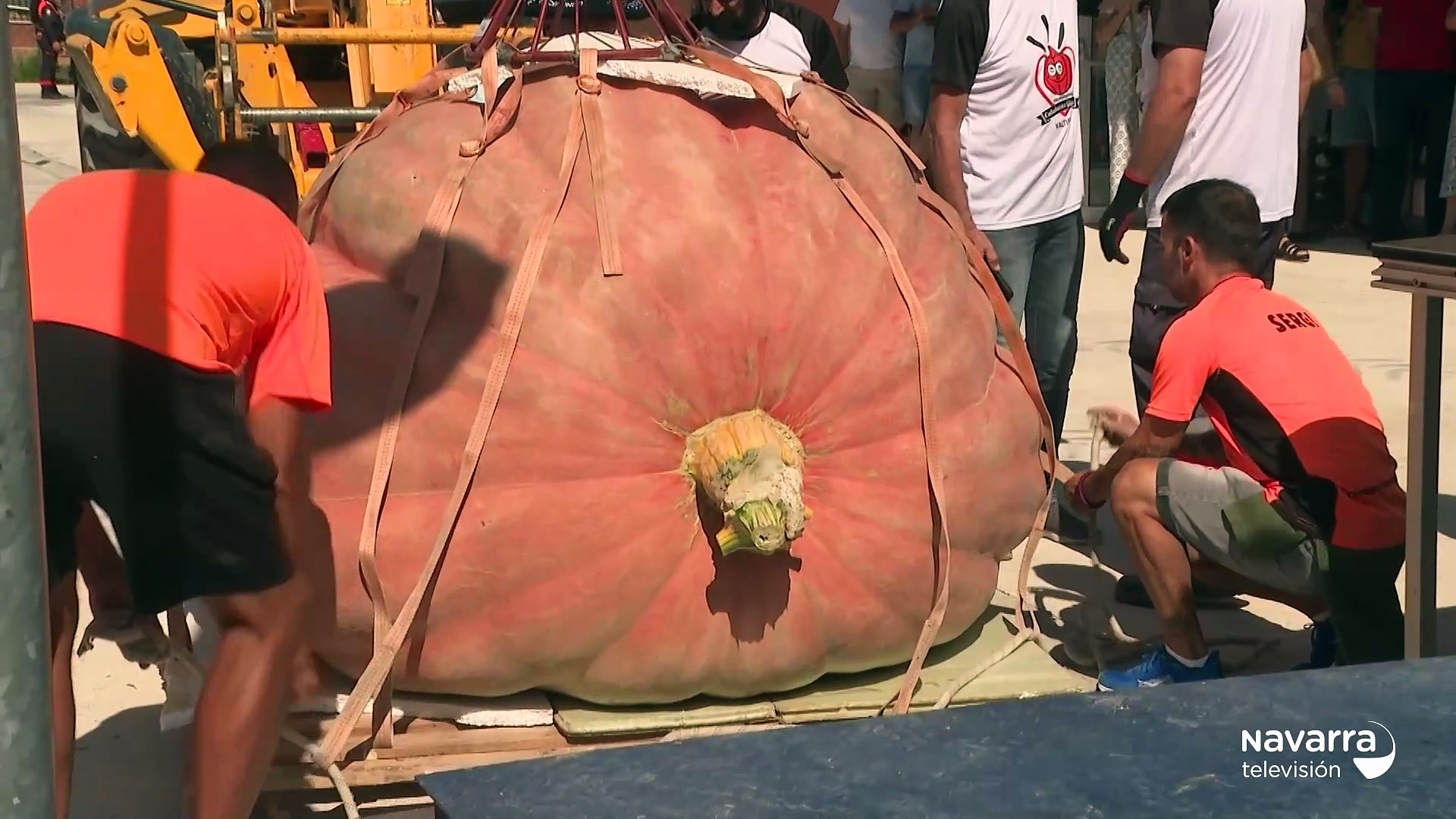 Las calabazas más grandes de España están en Valtierra