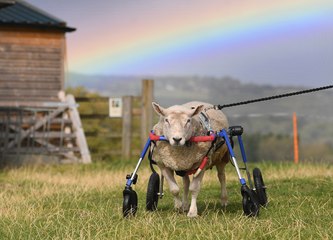 Cawthorne sheep using a wheelchair: Alberts Horse Sanctuary near Cawthorne, Barnsley
