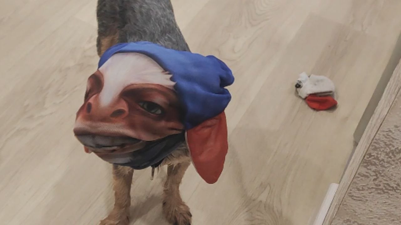 Dog transformed into Meepo from Dota 2 after ma...