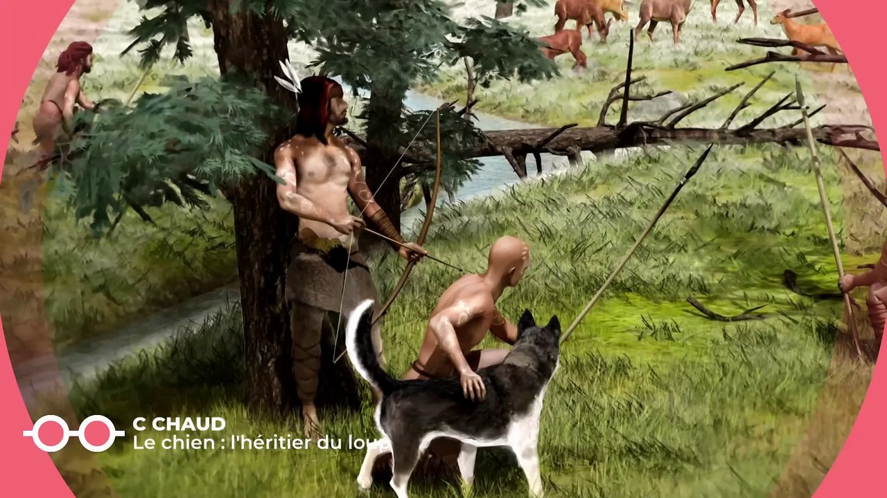 Emission TV : C Jamy sur France Télévisions (Emission intégrale, France, 2025) Le chien fidele compagnon de l'homme