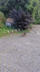 Friendly Fluffball Says Hello🐱💛#shorts #cat #funnycat #funny #cute #Viralcats #fyp