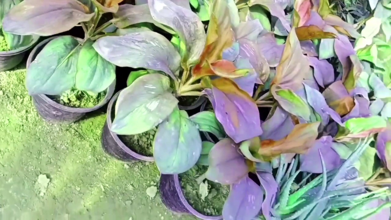 Relaxing Green Plants 🌿 Nature Music for Stress Relief & Inner Peace