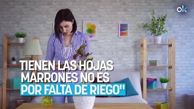 Álvaro Pedrera, experto en jardinería: Si tus plantas tienen las hojas marrones no es por falta de riego