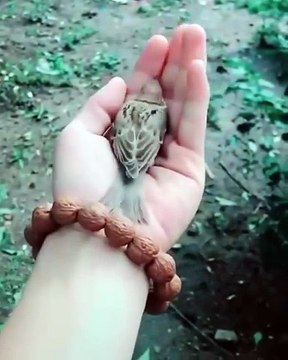 This little bird refuses to leave the hand of its rescuer🥺