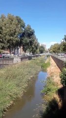 Un buitre a orillas del Vena en pleno centro de Burgos