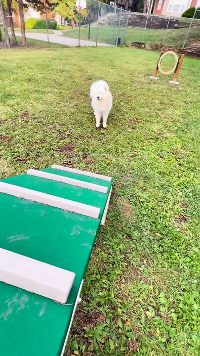 Mon chien apprend à maîtriser l’échelle d’agilité…il préfère simplement crier PARKOUR et bondir devant le parc, sagement.