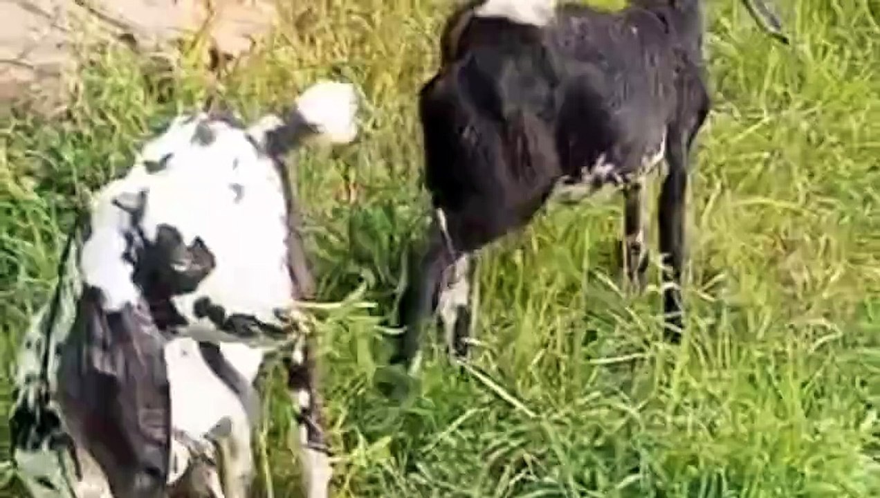 Goats for Sale Beetal Male-Female Pair