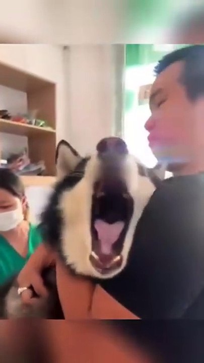 Les huskies, c’est la classe ! Ils sont tellement mignons qu’ils méritent un emoji de cœur et une médaille d’or en câlins. 🥰