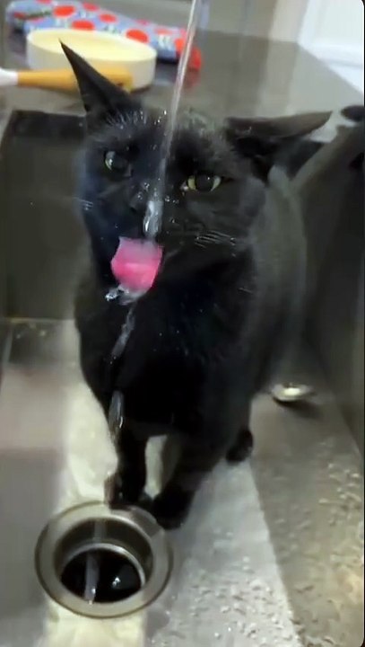 Les chats font ça aussi ? ! 😭😂