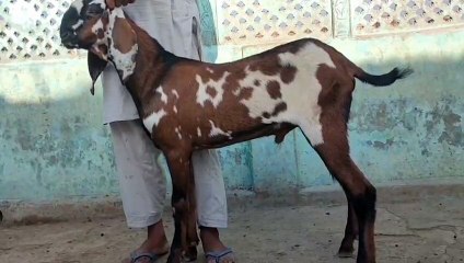 Amritsari Beetal Goats