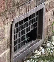 Ce chaton est tellement mignon