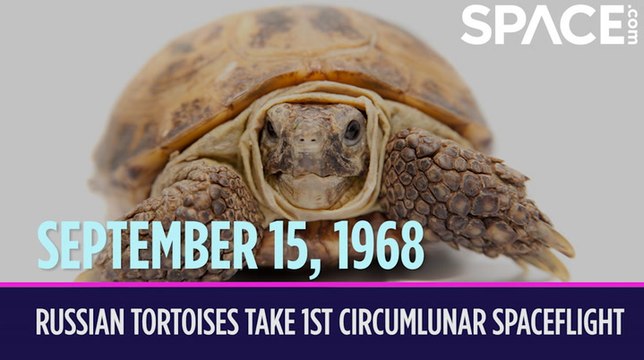 OTD in Space - September 15: Russian Tortoises Take 1st Circumlunar Spaceflight