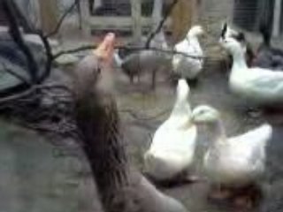 CANARDS faisant leurs TOILETTES .