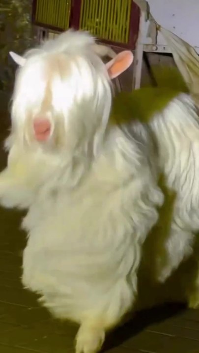 WHITE BEAUTIFUL GOAT 🐐😍😍😍