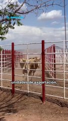 Especialistas: posible cierre de ganado mexicano a EE.UU. hasta 2026