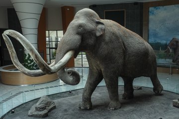 ¿Existió un mamut mexicano? Científicos descubren un linaje único en el AIFA