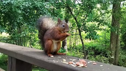 Red Squirrel Eating Peanuts