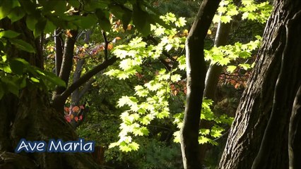 シューベルトの アヴェ・マリア　／　ハープ