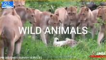 WILD ANIMALS 1