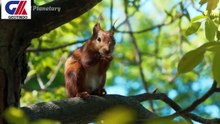 WILD ANIMAL SOUNDS-1