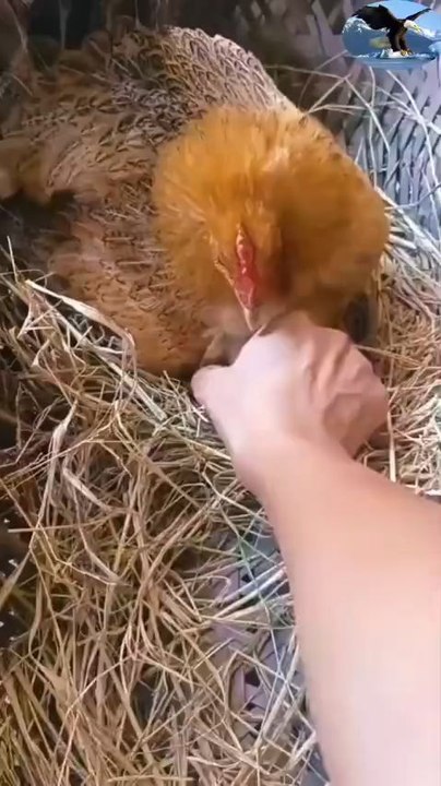 Easy way to Get Egg from Hen