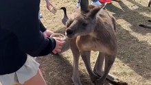 Kangaroo diaries only in Australia 🇦🇺