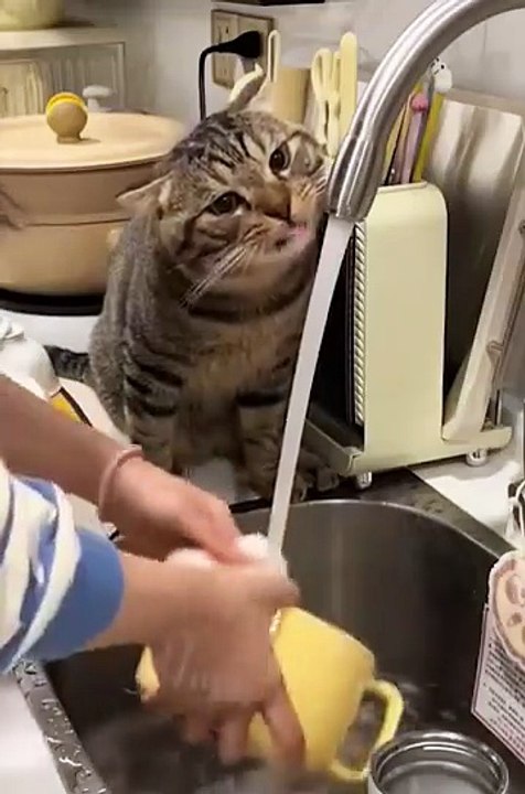 Funny Cat Fails Compilation –