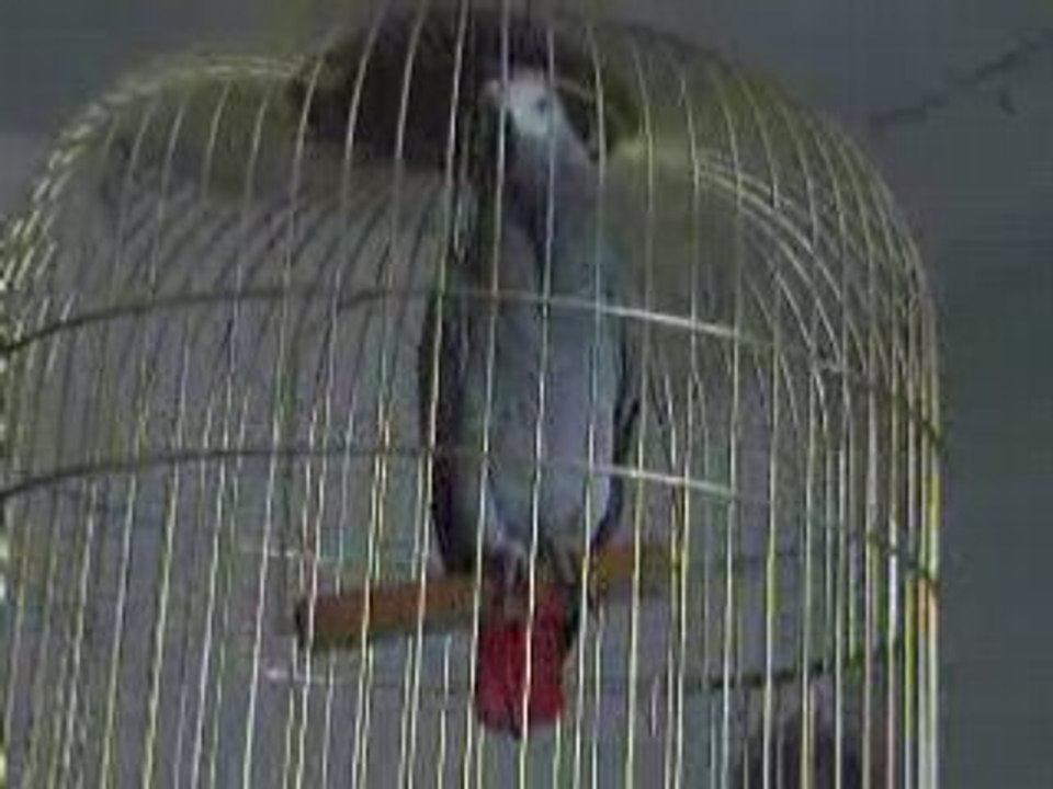 Bibiche - gris du gabon joue à cache-cache