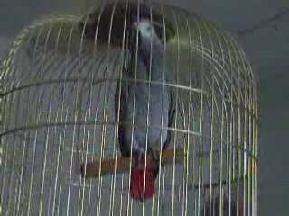 Bibiche - gris du gabon joue à cache-cache